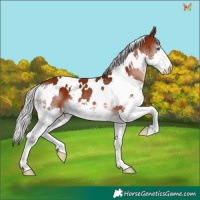 Horse Color:White Spotted Silver Brown Splash 