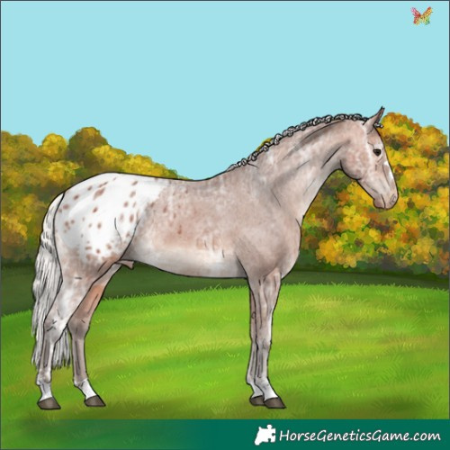 Horse Color:Silver Bay Ice Appaloosa 