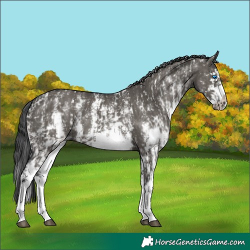 Horse Color:Grullo Sabino Splash  and Grullo Sabino Splash Frame 