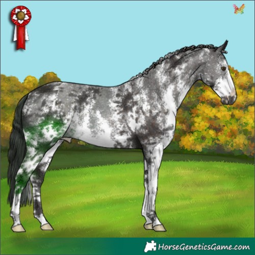 Horse Color:Liver Chestnut Sabino 