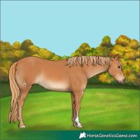 Horse Color:Chestnut 