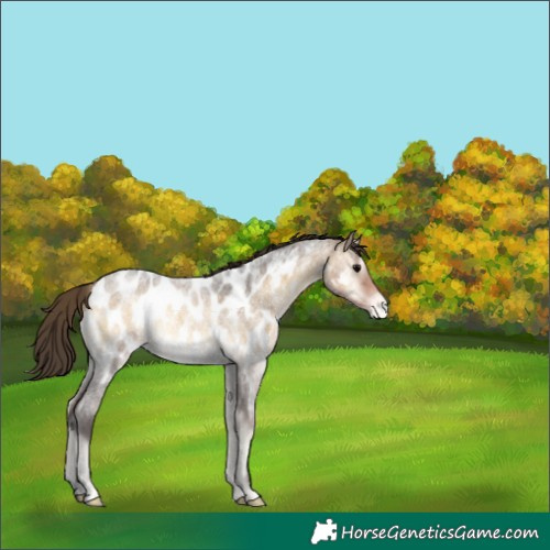 Horse Color:Buckskin Roan Onyx Appaloosa 