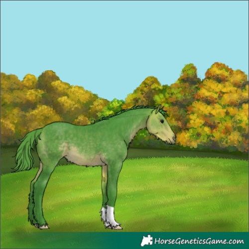 Horse Color:Watercolor Buckskin 