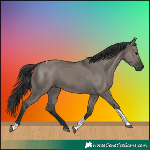 Horse Color:Grullo Tobiano 