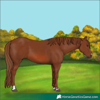 Horse Color:Chestnut 