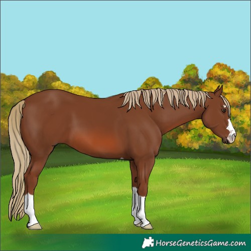 Horse Color:Chestnut 
