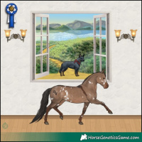 Horse Color:White Spotted Liver Red Dun Rabicano 