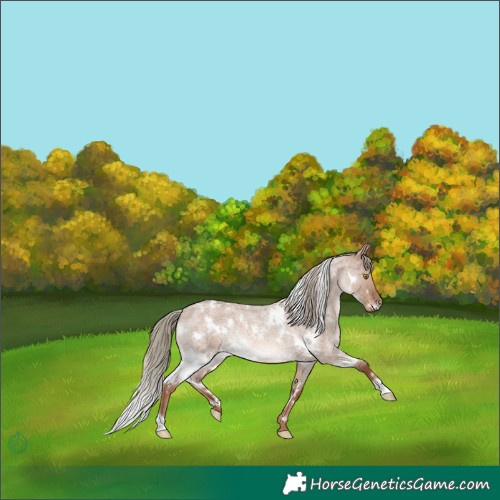 Horse Color:White Spotted Red Dun Roan Mushroom Rabicano 