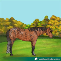 Horse Color:Brown  and Bay 