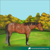Horse Color:Brown  and Bay 