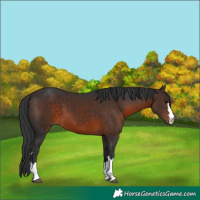 Horse Color:Brown 