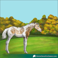 Horse Color:Gray Silver Sable Cream Champagne Tobiano Rabicano 