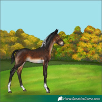 Horse Color:Gray Brown Tobiano 