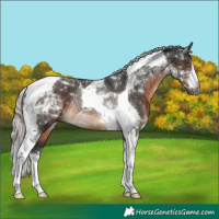 Horse Color:Gray White Spotted Silver Brown Tobiano Rabicano 