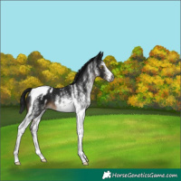 Horse Color:Gray White Spotted Brown Tobiano Blanket 