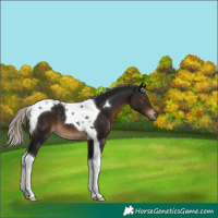 Horse Color:Gray Silver Brown Tobiano Appaloosa 