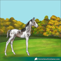 Horse Color:Gray White Spotted Silver Brown Tobiano Appaloosa Rabicano