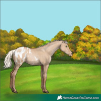 Horse Color:Silver Grullo Pearl Appaloosa 
