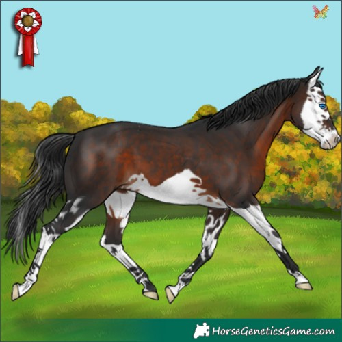 Horse Color:Brown Splash 