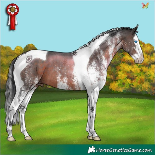 Horse Color:White Spotted Brown Splash Tobiano 