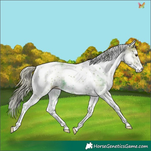 Horse Color:Watercolor White Spotted Chestnut Tobiano 