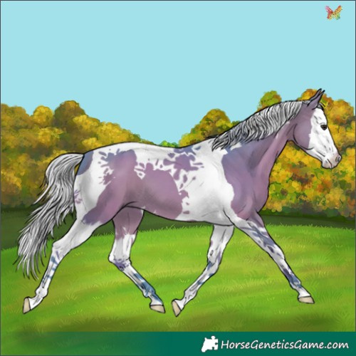 Horse Color:Watercolor Silver Bay Splash Tobiano 