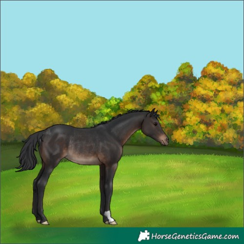 Horse Color:Brown Rabicano 