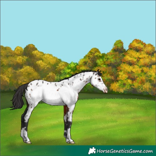 Horse Color:Brown Frame Appaloosa 
