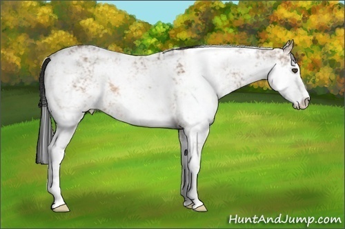Horse Color:Bay Ice Dun Sabino