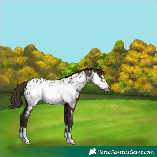 Horse Color:Liver Chestnut Frame Appaloosa 