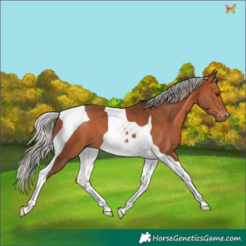 Horse Color:Silver Bay Tobiano 