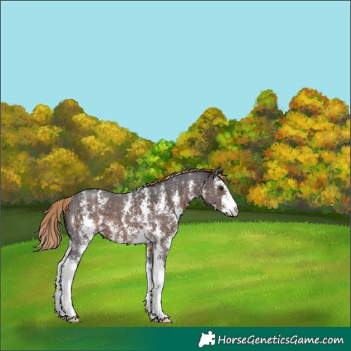 Horse Color:Liver Chestnut Sabino 