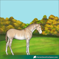 Horse Color:White Spotted Chocolate Palomino Dun 