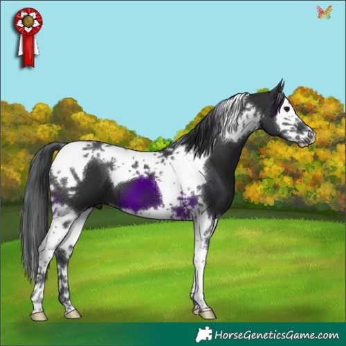 Horse Color:Black Splash Tobiano 