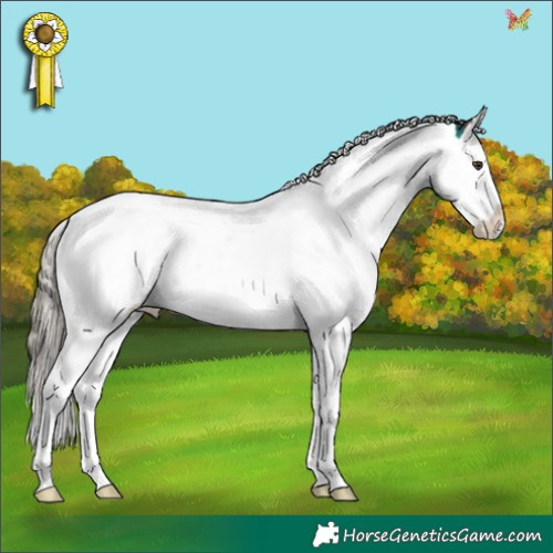 Horse Color:Liver Chestnut Splash 