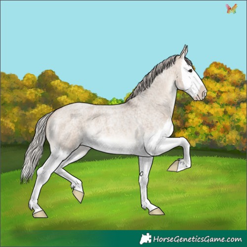 Horse Color:Silver Brown Roan Dun Splash 