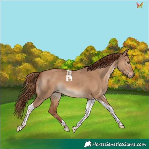 Horse Color:Red Dun Tobiano 