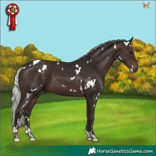 Horse Color:White Spotted Silver Brown Tobiano 