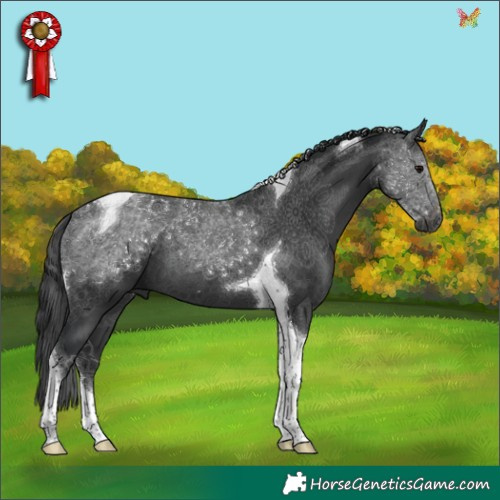 Horse Color:Black Tobiano 