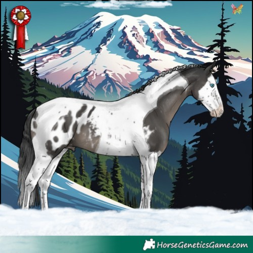 Horse Color:Black Splash Tobiano Near Leopard 