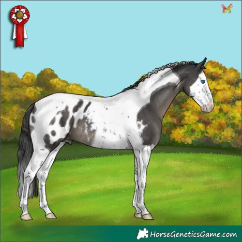 Horse Color:Black Splash Tobiano Appaloosa 