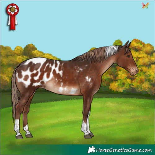 Horse Color:Liver Chestnut Tobiano Appaloosa 