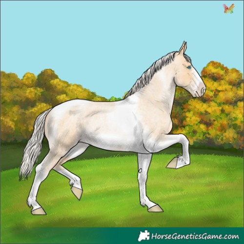 Horse Color:Silver Buckskin Roan Pearl Tobiano Frame 