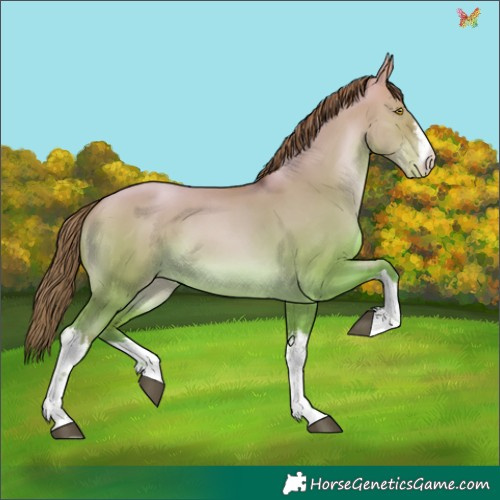 Horse Color:White Spotted Bay Pearl Dun 