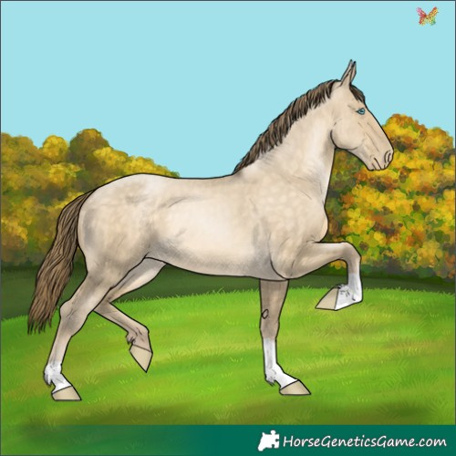 Horse Color:Buckskin Pearl Dun 