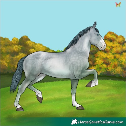 Horse Color:Buckskin Pearl 