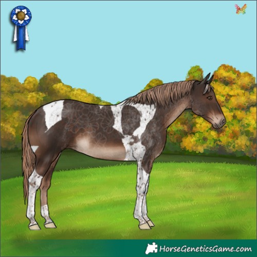 Horse Color:Liver Chestnut Tobiano 