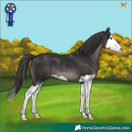 Horse Color:Smoky Black Splash 