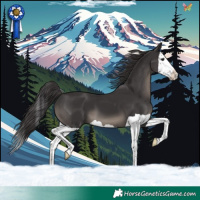 Horse Color:Smoky Black Splash