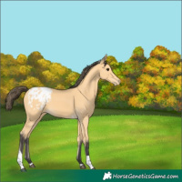 Horse Color:Buckskin Tobiano Appaloosa 